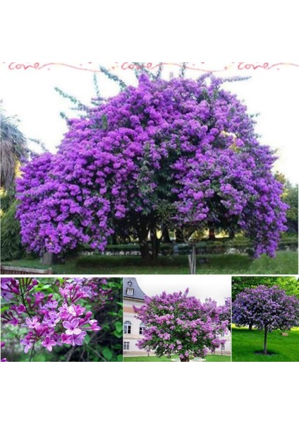 İdeasepet Tüplü Leylak Lilac Fidanı