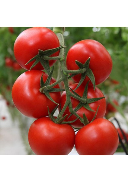 İdeasepet New Hybrid Bt 236 Oturak Domates Tohumu (20 Tohum)