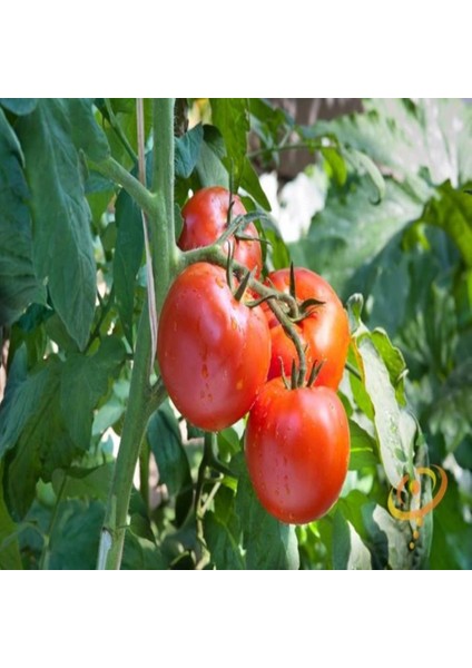 İdeasepet Natural Doğal Floridade Domates Tohumu (20 Tohum)