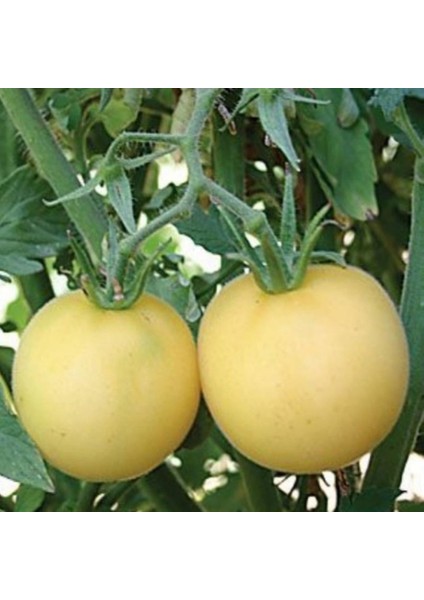 İdeasepet Natural Peach Şeftali Domates Tohumu (20 Tohum)