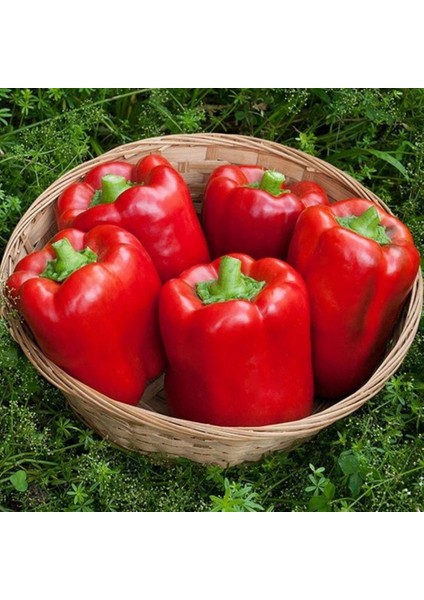 İdeasepet Naturally Doğal Kaliforniya Tatlı Dolmalık Biber Tohumu (20 Tohum)