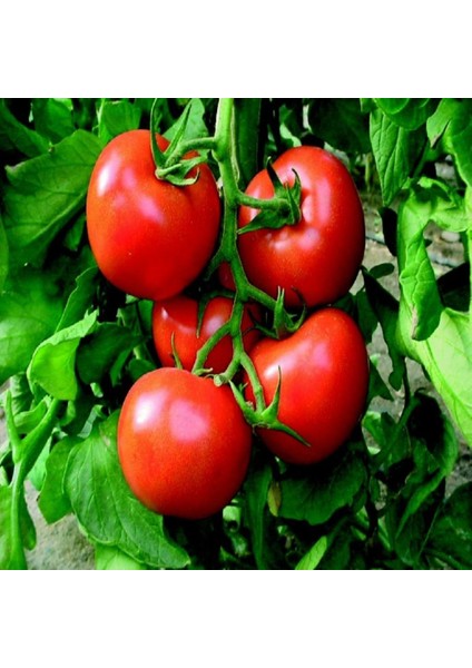 İdeasepet Natural Doğal Mini Kiraz Domates Tohumu (20 Tohum)