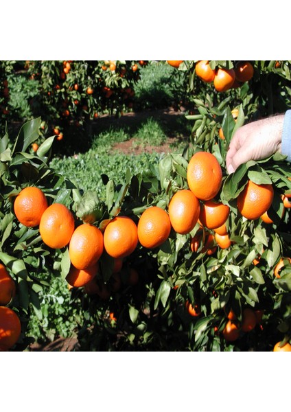 İdeasepet Tüplü Dolgulu W.Murcot Mandalina Fidanı