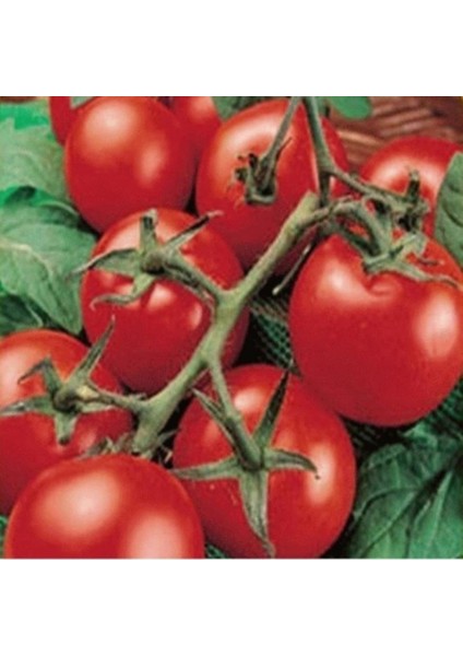 İdeasepet Natural Doğal Porter Salkım Domates Tohumu (20 Tohum)