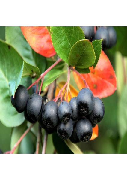 İdeasepet Tüplü Black Aronya Fidanı