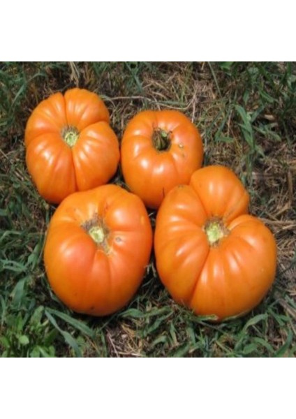 İdeasepet Natural Prandium Kellogg'S Breakfast Domates Tohumu (20 Tohum)