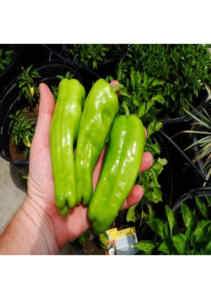 İdeasepet Dulcis Naturally Cubanelle Tatlı Biber Tohumu (20 Tohum)