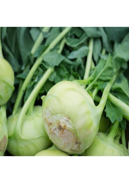 İdeasepet Naturel Green Kohlrabi (Alabaş)Tohumu (25 Tohum)