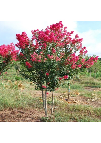 İdeasepet Tüplü Medıcamentum Pembe Oya Ağacı Fidanı
