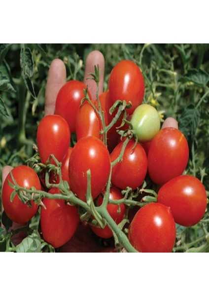 İdeasepet Natural Doğal Riesentraube Salkım Domates Tohumu (20 Tohum)