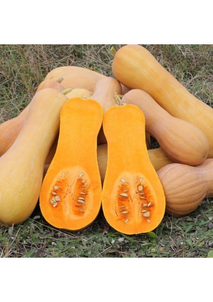 İdeasepet Kışlık Doğal Waltham Butternut Kabak Tohumu (5 Tohum)