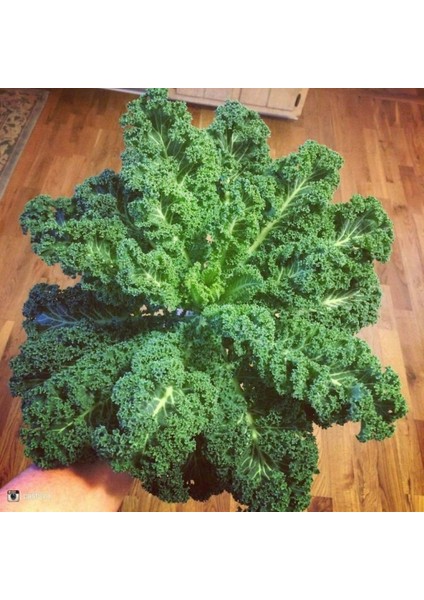 İdeasepet Naturel Scotch Kale Sebzesi Kale Tohumu (50 Tohum)