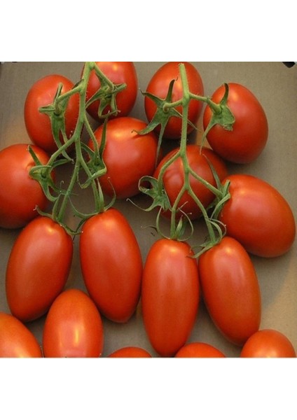 İdeasepet Doğal Naturel Salçalık Roma Vfn Domates Tohumu (20 Tohum)