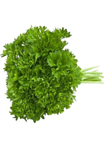 İdeasepet Doğal Kıvırcık Frenk Maydanoz Tohumu (200 Tohum)