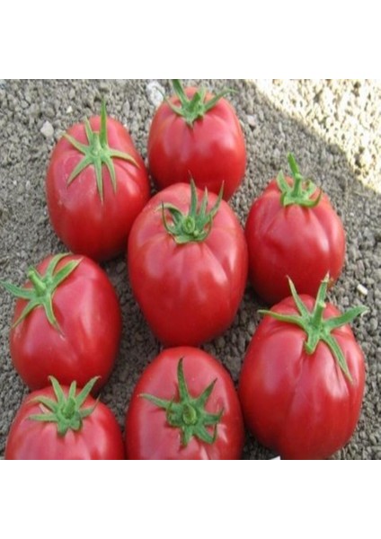 İdeasepet Natural Pembola F1 Pembe Domates Tohumu (20 Tohum)