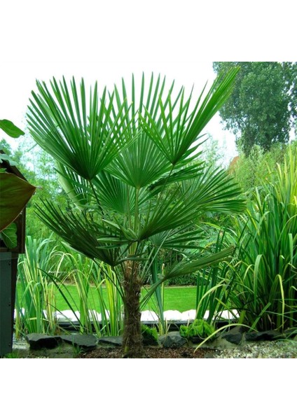 İdeasepet Tüplü Washingtonia Robusto Palmiye Fidanı (50-80 Cm)