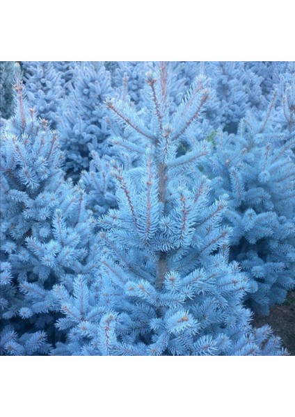 İdeasepet Picea Mavi Ladin Tohumu (25 Adet)