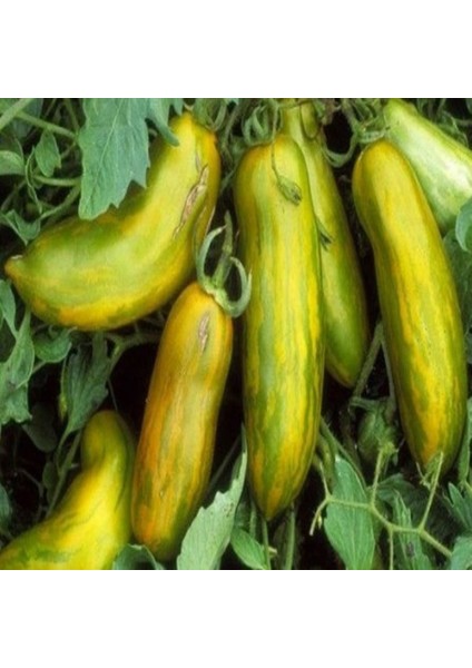 İdeasepet Natural Doğal Özel Sausage Domates Tohumu (20 Tohum)