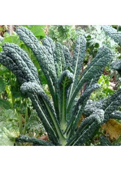 İdeasepet Naturel İtalyan Lacinato Kale Sebzesi Kale Tohumu (50 Tohum)