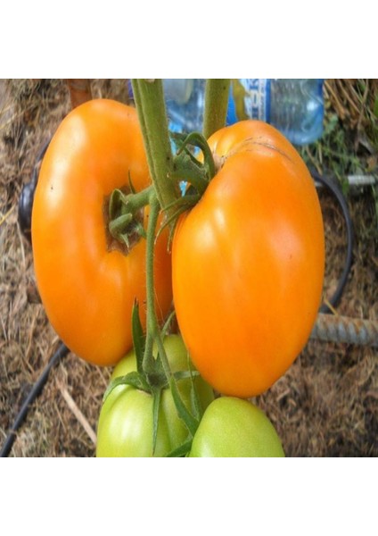 İdeasepet Doğal Naturel Golden Jubile Domates Tohumu (20 Tohum)