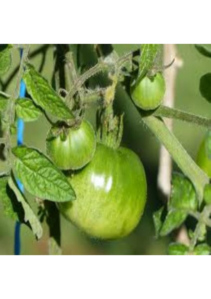 İdeasepet Naturel Doğal Green Zebra Domates Tohumu (20 Tohum)