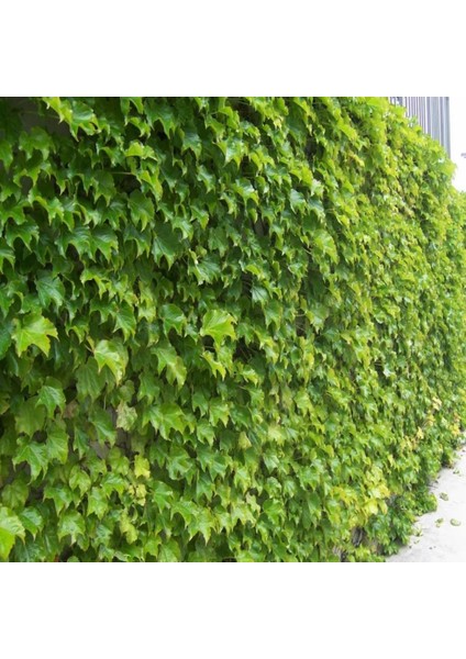 İdeasepet Tüplü Hedere Petram Green Kaya Sarmaşığı Fidanı