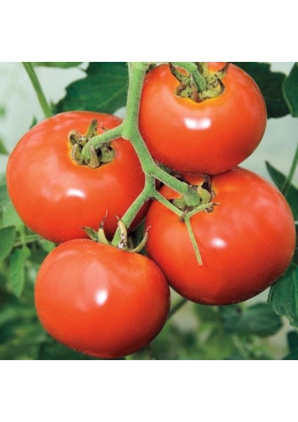 İdeasepet Natural Doğal Manitabo Domates Tohumu (20 Tohum)