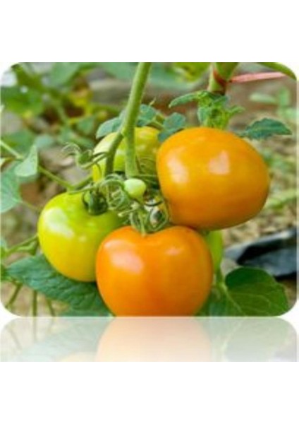 İdeasepet Natural Doğal Orenge Sunray Domates Tohumu (20 Tohum)