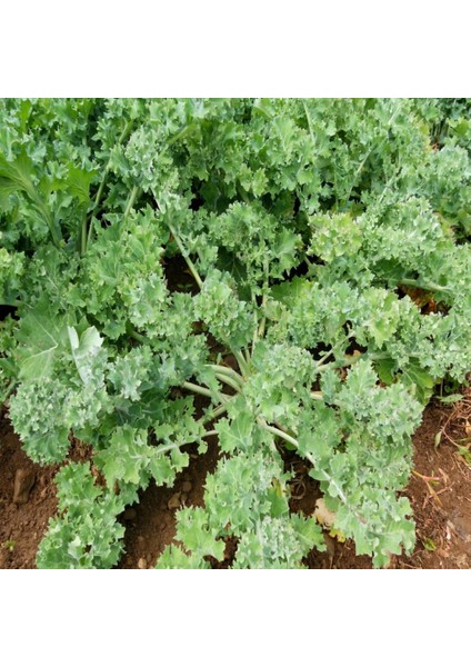 İdeasepet Naturel Baharat Tatlı Siberian Kale Tohumu (50 Tohum)