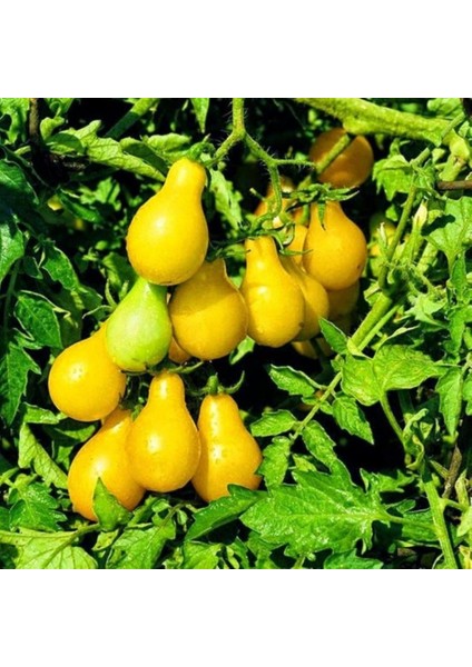 İdeasepet Doğal Naturel Yellow Pear Domates Tohumu (20 Tohum)