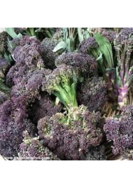 İdeasepet Naturalıs Mor Brokoli Tohumu (50 Tohum)