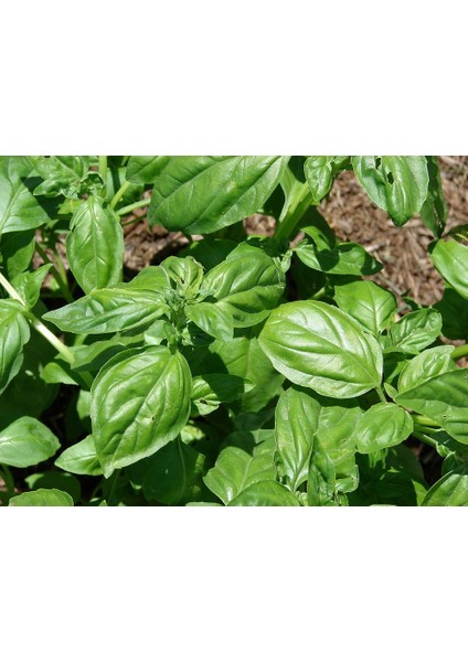 İdeasepet Naturel Lime Fesleğen Tohumu (100 Tohum)