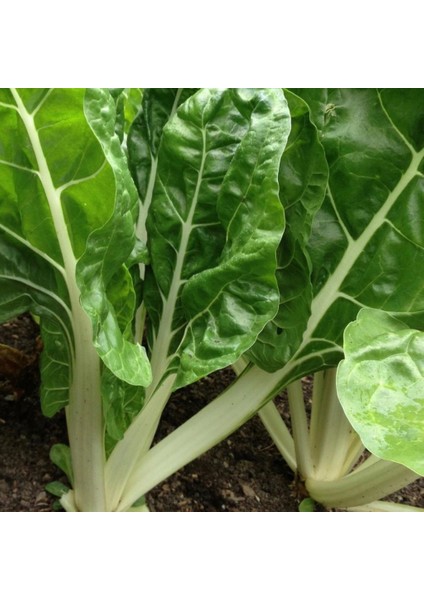 İdeasepet Naturel Geniş Yapraklı Pazı Tohumu (40 Tohum)