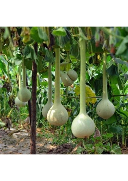 İdeasepet Naturel Dipper Süs (Su) Kabağı Tohumu (5 Tohum)