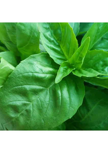İdeasepet Naturel Yeşil Büyük Yapraklı Genovese Fesleğen Tohumu (200 Tohum)