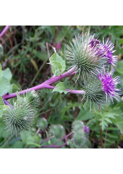 İdeasepet Naturel Dul Avrat Otu Tohumu (20 Tohum)