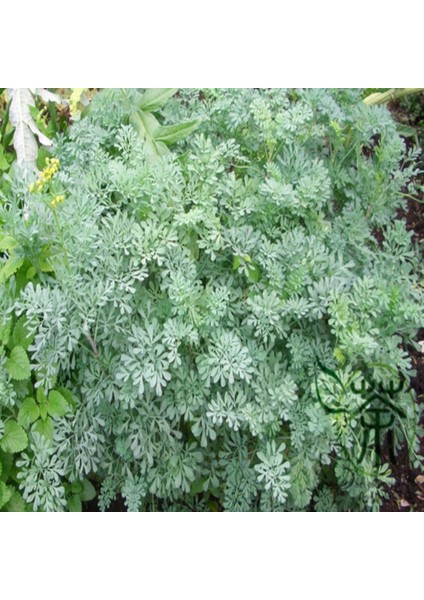 İdeasepet Naturel Söktürücü Sedef Otu Tohumu (20 Tohum)