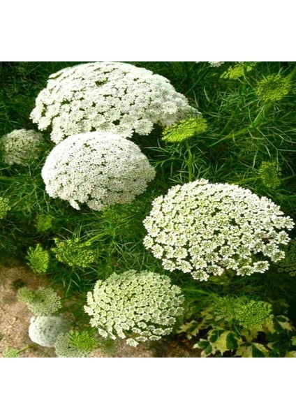 İdeasepet Naturel Ammi Majus Yalancı Diş Otu Tohumu (25 Tohum)