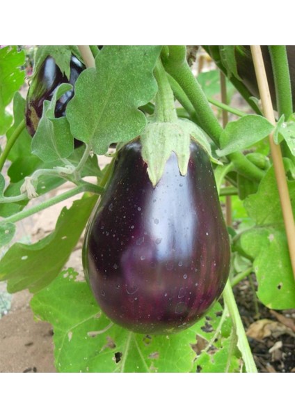 İdeasepet Naturel Topak Patlıcan Tohumu (20 Tohum)