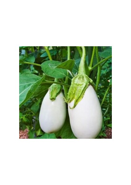 İdeasepet Naturel Casper Beyaz Patlıcan Tohumu (10 Tohum)