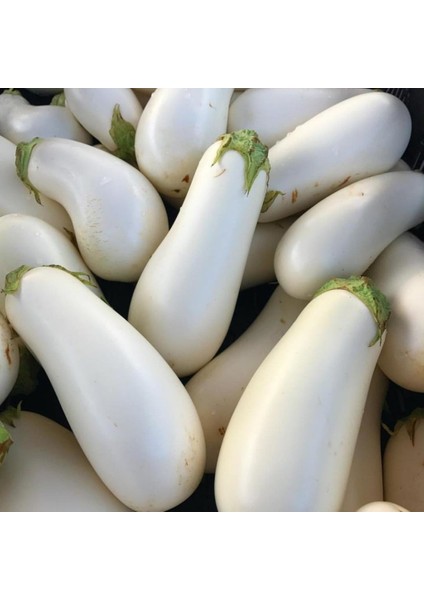 İdeasepet Naturel Casper Beyaz Patlıcan Tohumu (10 Tohum) fiyatları