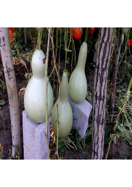 İdeasepet Naturel Calabash Süs (Su) Kabağı Tohumu (5 Tohum)