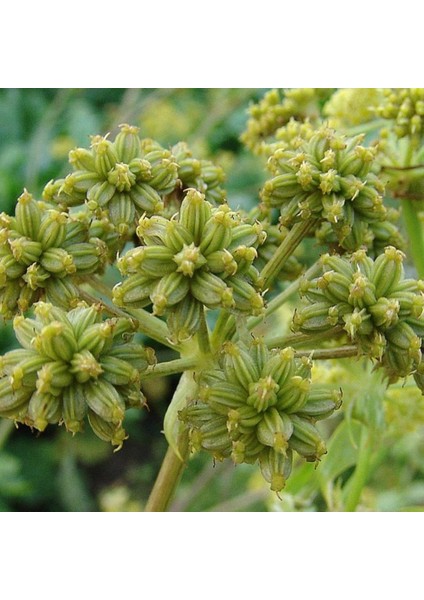 İdeasepet Naturel Selam Otu Tohumu (50 Tohum)