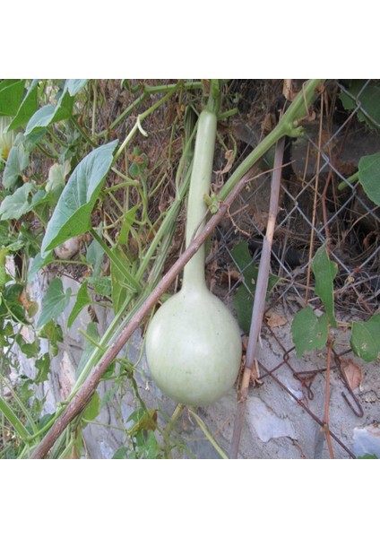 İdeasepet Naturel Geleneksel Süs (Su) Kabağı Tohumu (5 Tohum)