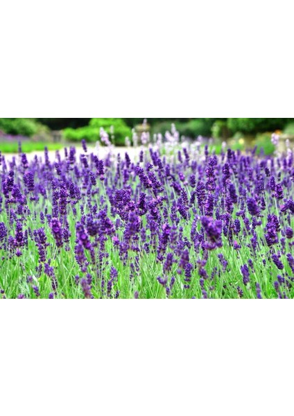 İdeasepet Naturel Hidcote Lavanta Tohumu (20 Tohum)