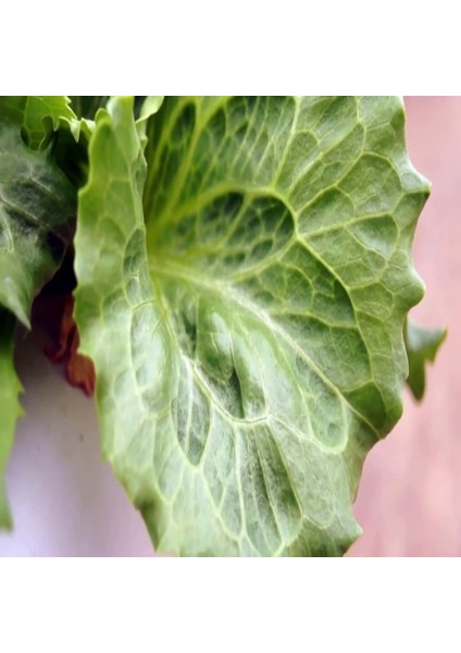 İdeasepet Naturel Sugar Leof Şeker Marul Tohumu (100 Tohum)