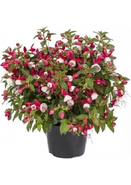 Küpeli Çiçeği Küçük Boy Fuchsia Balkon Salon Bitkisi