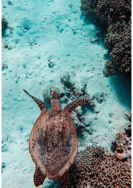 Bulaşık Makinesi Sticker 018 fiyatları