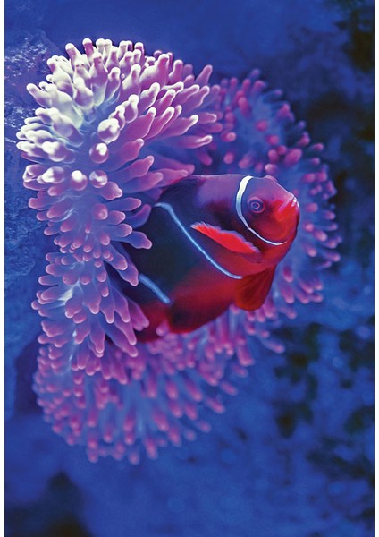 Bulaşık Makinesi Sticker 045 fiyatları