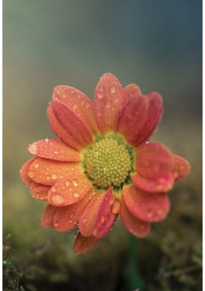 Bulaşık Makinesi Sticker 069 fiyatları